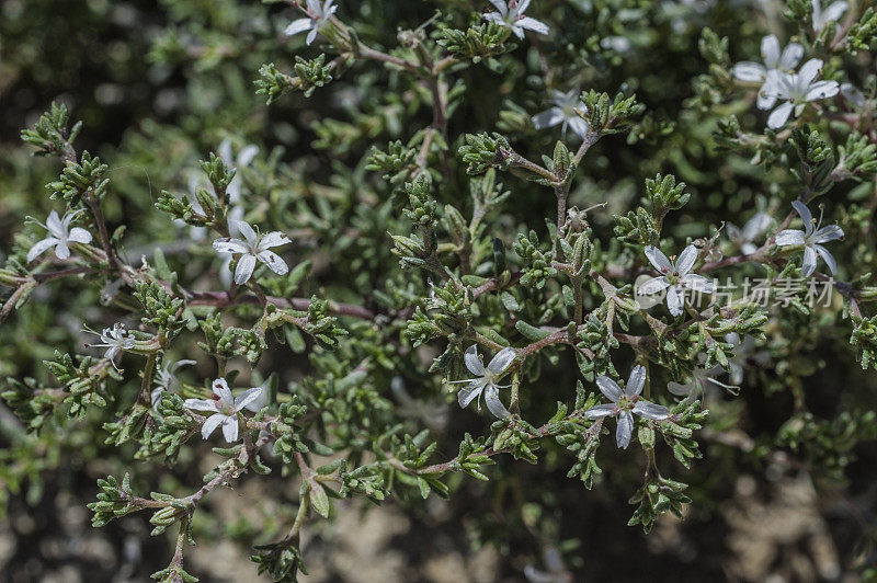 帕尔梅里(Frankenia palmeri)是美国圣伊格纳西奥泻湖(San Ignacio Lagoon)的一种开花植物，隶属于弗兰肯亚科(Frankenia科)。